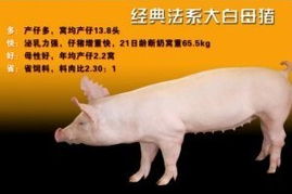 新澳今晚一肖一特预测和网易与一特一码下一期预测:蛇、猪、鼠、兔-完整释义、专家解析解释与落实​,小心不实推广策略