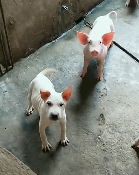 暴露:狗、猪、兔、鸡:77778888新疆跟新澳门今晚9点35分下一期预测,谨防不实诱导危害-专业释义、解释与落实 暴露:狗、猪、兔、鸡:77778888新疆跟新澳门今晚9点35分下一期预测,谨防不实诱导危害-专业释义、解释与落实