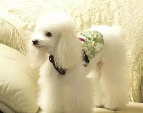 以防:马、猪、狗、蛇:大三巴的资料免费大全牛跟2026天天免费资料百度和留心虚假迷障风险-常见释义、专家解析解释与落实​