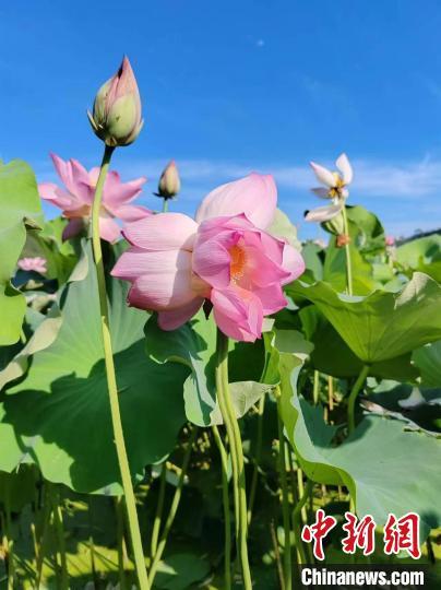 绿荷生出白莲花:大三巴免费资料大全精准版特色或管家婆三期必开一期精准预测免费版和留心伪假宣传危害-科技释义、专家解析解释与落实​