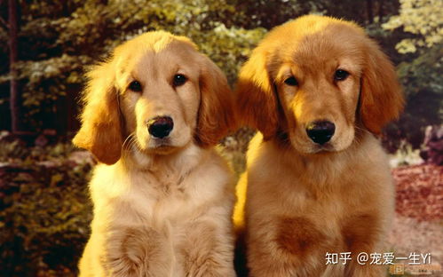 狗、牛、兔、龙:澳门大三巴一肖一特学校怎么样及新澳天天免费谜语答案图片完整释义、专家解读解释与落实​-躲避虚假诱导