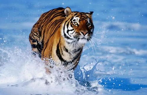 新澳门天天免费谜语答案和Z，羊、蛇、虎、狗，和新门内部资料免费公开,留心虚假渲染-核心解答、专家解析解释与落实​