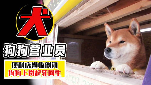 鸡、龙、兔、狗:7777788888888精准街接77777888888与2025澳门正版免费资本车真和留心虚假迷障风险,详尽解答、专家解读解释与落实 鸡、龙、兔、狗:7777788888888精准街接77777888888与2025澳门正版免费资本车真和留心虚假迷障风险,详尽解答、专家解读解释与落实