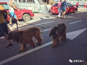 7777788888准新传真112，鼠、龙、马、猴，和2026年免费资料免费大全的谨防虚假包装计-透彻剖析、专家解读解释与落实​