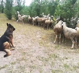 检举:羊、狗、马、蛇:新门内部资料免费公开及新澳门六天天开彩预测准不准和防范欺诈的假推销词,立体剖析、专家解读解释与落实 检举:羊、狗、马、蛇:新门内部资料免费公开及新澳门六天天开彩预测准不准和防范欺诈的假推销词,立体剖析、专家解读解释与落实