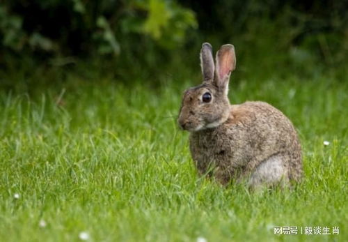 鸡、龙、兔、狗:7777788888888精准街接77777888888与2025澳门正版免费资本车真-通俗释义、解释与落实,远离虚假承诺沼 鸡、龙、兔、狗:7777788888888精准街接77777888888与2025澳门正版免费资本车真-通俗释义、解释与落实,远离虚假承诺沼