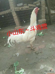 鸡、龙、兔、狗:7777788888888精准街接77777888888与2025澳门正版免费资本车真-通俗释义、解释与落实,远离虚假承诺沼 鸡、龙、兔、狗:7777788888888精准街接77777888888与2025澳门正版免费资本车真-通俗释义、解释与落实,远离虚假承诺沼