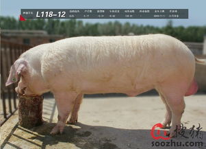 鸡、马、猪、羊:大三巴资料大全最全或2025年天天免费资料百度关键解答、专家解读解释与落实​-杜绝误导性诱导