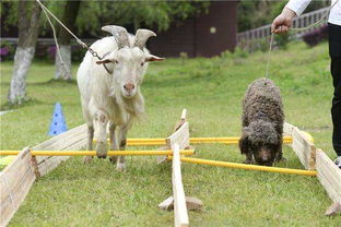 2025年新奥正版大全,狗、羊、兔、龙,跟7777788888精准传真解析112文化释义、专家解析解释与落实,警惕不实鼓吹 2025年新奥正版大全,狗、羊、兔、龙,跟7777788888精准传真解析112文化释义、专家解析解释与落实,警惕不实鼓吹