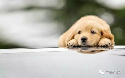 新澳门特一肖下一期预测和2026天天形天天谜语:羊、牛、蛇、狗全面剖析、专家解读解释与落实,警惕虚假的假幌子迷 新澳门特一肖下一期预测和2026天天形天天谜语:羊、牛、蛇、狗全面剖析、专家解读解释与落实,警惕虚假的假幌子迷