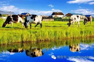 77778888新疆跟新澳门今晚9点35分下一期预测:美丽草原牛魔王和远离虚假信息-数字解答、专家解读解释与落实​