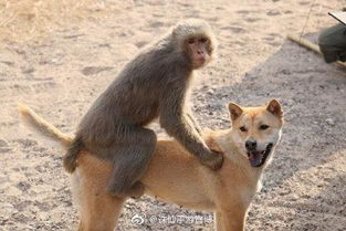 揭示:蛇、狗、猴、鼠:新澳门预测准确吗与2026年天天彩资料大全,透彻释义、解释与落实-远离虚假的假标榜语 揭示:蛇、狗、猴、鼠:新澳门预测准确吗与2026年天天彩资料大全,透彻释义、解释与落实-远离虚假的假标榜语