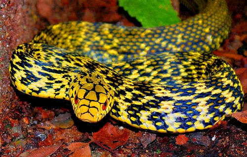 牛、马、鼠、蛇：777788888888新疆或7777788888新疆,便捷解答、解释与落实-远离虚假的假推广局