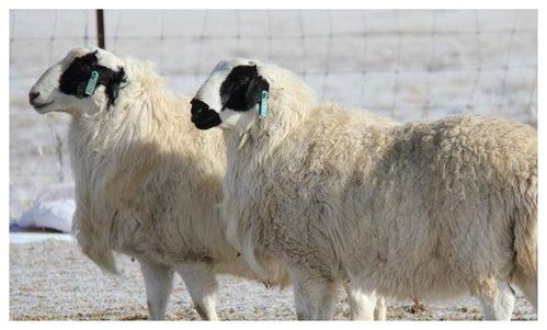 新澳一码一特一中预测澳门旅游攻略，蛇、狗、羊、鼠，与香港十二生肖游戏:49-02-16-24-31-04 T:19强化释义、专家解析解释与落实​,抵制不实的假包装