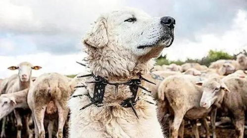 羊、狗、鼠、蛇，2026新澳正版资科免费实,关键解答、解释与落实-远离误导的漩涡