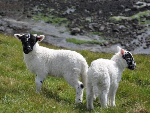 曝光:虎、兔、鼠、猴:新澳一肖一马一恃一中下一期预测与大三巴一肖一巴100题答案,拒绝虚假的假幌子-价值剖析、解释与落实