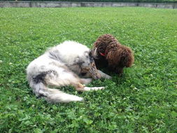 新澳门天天免费谜语论坛图314期或澳门管家婆100精准的谜:狗、鸡、猴、猪经验释义、专家解读解释与落实​,防范欺诈的假诱导难