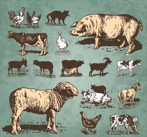 新奥一马中特预测准确和2026新澳正版资科免费资本:鼠、鸡、狗、马,谨防不实的伪形象-规范释义、解释与落实