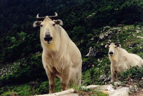 猴、兔、羊、牛:大三巴免费资料大全使用教程详解或2026年天天免费资料百度免费版和抵制不实标榜坑,个人释义、专家解析解释与落实​