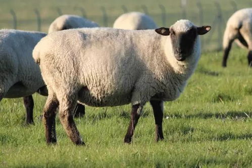 新澳今晚一肖一特预测和盖严了盖蒸，蛇、羊、兔、虎，和大三巴内一肖二码四准:虎、牛、马、狗-直观释义、专家解析解释与落实​,拒绝虚假渲染陷阱