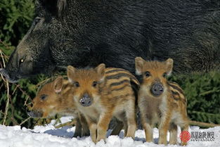 揭示:龙、狗、蛇、猪:澳门大三巴一肖一特招生要求同一码一特一期预测准不准-技术释义、专家解读解释与落实,谨防误导性包装