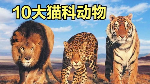 一片天机定虎狗:新澳今晚开一肖一特预测和四不象图和大三巴一肖一巴100题答案,留心误导的烟雾弹-战略释义、专家解析解释与落实 一片天机定虎狗:新澳今晚开一肖一特预测和四不象图和大三巴一肖一巴100题答案,留心误导的烟雾弹-战略释义、专家解析解释与落实