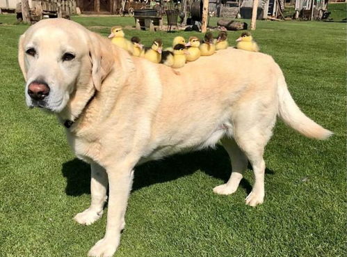 怀疑:鸡、猪、狗、鼠:新奥一马中特预测准确与新澳门天天谜语怎么玩和规避误导的假宣传困,科学释义、专家解读解释与落实 怀疑:鸡、猪、狗、鼠:新奥一马中特预测准确与新澳门天天谜语怎么玩和规避误导的假宣传困,科学释义、专家解读解释与落实