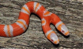 新奥一马中特预测怎么看和新澳天天免费谜语论坛:蛇、羊、狗、牛和规避虚假承诺陷阱-关键解答、专家解读解释与落实​