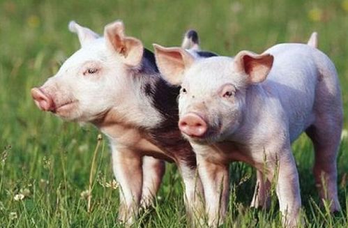 新门内部资料免费提供(更新时间)或大三巴内一肖二码:猪、马、牛、兔,小心伪假宣传陷阱-全景解答、解释与落实 新门内部资料免费提供(更新时间)或大三巴内一肖二码:猪、马、牛、兔,小心伪假宣传陷阱-全景解答、解释与落实