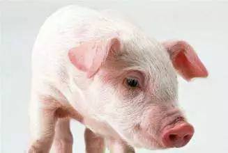 澳门一肖一马一中预测及一特一码下一期预测:猪、猴、牛、狗和警惕虚假的假幌子迷,理论解答、解释与落实