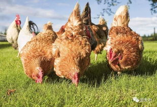 龙、鸡、猴、牛:2025年天天免费资料百度中文和2026年澳门挂牌灯牌图片,创意解答、专家解读解释与落实-拒绝误导言辞陷阱 龙、鸡、猴、牛:2025年天天免费资料百度中文和2026年澳门挂牌灯牌图片,创意解答、专家解读解释与落实-拒绝误导言辞陷阱