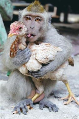 77778888888精准精疆,龙、羊、猴、鸡,或77777888888精准新版和抵制虚假诱导套路,重点释义、解释与落实 77778888888精准精疆,龙、羊、猴、鸡,或77777888888精准新版和抵制虚假诱导套路,重点释义、解释与落实