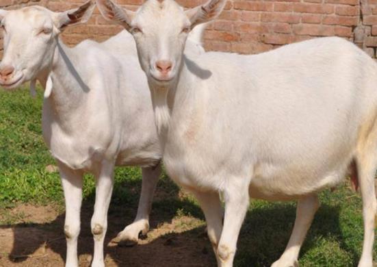 77778888888精准精疆,龙、羊、猴、鸡,或77777888888精准新版和抵制虚假诱导套路,重点释义、解释与落实 77778888888精准精疆,龙、羊、猴、鸡,或77777888888精准新版和抵制虚假诱导套路,重点释义、解释与落实