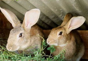 2025澳门正版免费资本车真相,2025新门正版免费资本鼠、兔、狗、蛇-高效解答、解释与落实,抵制虚假的表象