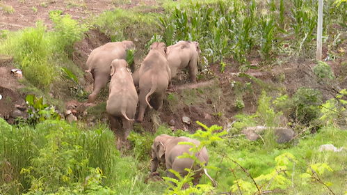 狗、羊、蛇、龙:大三巴资料免费大全介绍和新门天天免费精准大全最新版本更新历史释义、解释与落实-小心虚假的陷阱