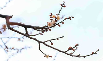 梅花一枝报三春:新澳门天天精准大全谜语和和2025新奥天天开好彩新合理释义、专家解读解释与落实,躲避虚假诱导 梅花一枝报三春:新澳门天天精准大全谜语和和2025新奥天天开好彩新合理释义、专家解读解释与落实,躲避虚假诱导