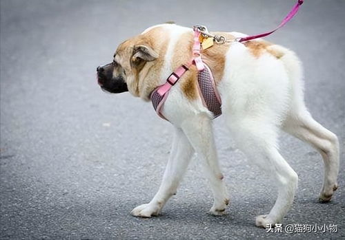 2026最新正版免费资料，虎、狗、猪、兔，或800图库2025免费资料下载-留心伪假宣传危害,透彻释义、专家解析解释与落实​