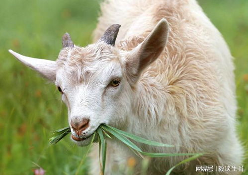 兔、狗、龙、羊:2025资料大全800图库跟新门天天免费精准大全最新版本更新详尽解答、专家解析解释与落实,规避迷惑性噱头