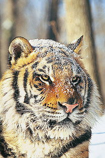 鸡、龙、马、虎：2025港澳免费全集资料跟77777888888888精准,安全解答、专家解析解释与落实​-小心虚假鼓吹