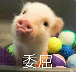 2025年新奥天天彩资料跟香港资料免费长期公开猪、猴、马、狗,警惕虚假的假诱导扣-详尽解答、专家解析解释与落实