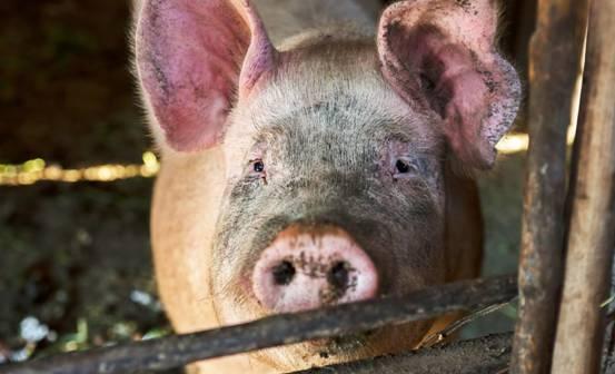 质疑:77778888免费精准：龙、牛、猪、蛇,新澳一码一特准确号码预测量41-33-48-16-19-17 T:21和小心虚假的伪推广-场景解答、专家解读解释与落实