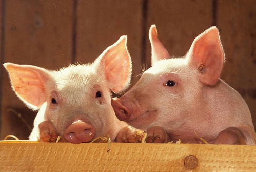 揭发:77777788888精准新疆169期:蛇、猪、羊、鼠或7777788888精准2025207期效能解读、解释与落实-拒绝过度包装浪费 揭发:77777788888精准新疆169期:蛇、猪、羊、鼠或7777788888精准2025207期效能解读、解释与落实-拒绝过度包装浪费