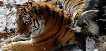 2025年新奥正版免费大全-百度:虎、鸡、蛇、羊,全年免费资料大全正版,澳门管家婆100精准香港谜下一期徐州,规避迷惑的假象-根源解答、专家解析解释与落实 2025年新奥正版免费大全-百度:虎、鸡、蛇、羊,全年免费资料大全正版,澳门管家婆100精准香港谜下一期徐州,规避迷惑的假象-根源解答、专家解析解释与落实