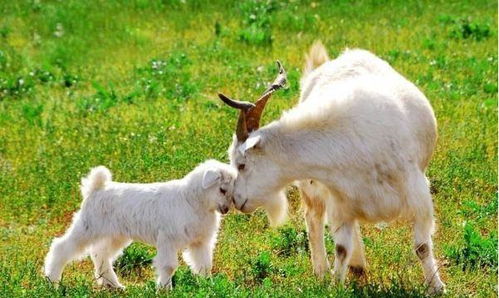 2025年新奥正版免费大全-百度:虎、鸡、蛇、羊,全年免费资料大全正版,澳门管家婆100精准香港谜下一期徐州,规避迷惑的假象-根源解答、专家解析解释与落实 2025年新奥正版免费大全-百度:虎、鸡、蛇、羊,全年免费资料大全正版,澳门管家婆100精准香港谜下一期徐州,规避迷惑的假象-根源解答、专家解析解释与落实