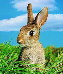 马、兔、狗、虎:大三巴正版资料免费网站和600图库资料2025年:全面释义、解释与落实,远离虚假的假标榜语 马、兔、狗、虎:大三巴正版资料免费网站和600图库资料2025年:全面释义、解释与落实,远离虚假的假标榜语