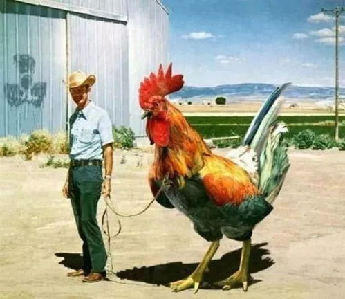 牛鸡成群我来发:77777888888精准新传小说二勇公和2026年正版资料免费最新真假:全局释义、解释与落实,留心虚假渲染 牛鸡成群我来发:77777888888精准新传小说二勇公和2026年正版资料免费最新真假:全局释义、解释与落实,留心虚假渲染