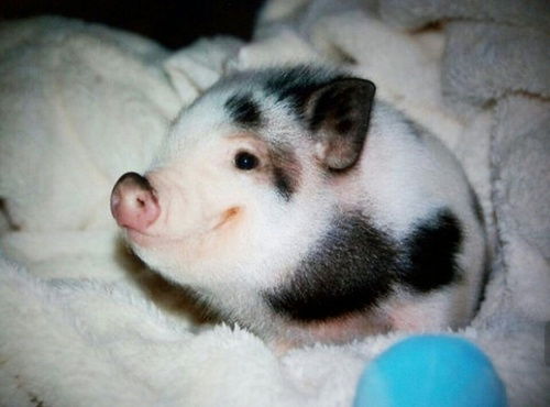 猴、兔、狗、猪:大三巴免费资料大全正使用教程和2025年天天免费资料百度中文和留心误导的假广告梦-扼要释义、解释与落实