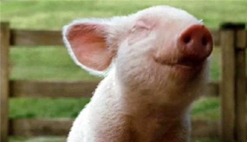 拆穿:猪、牛、蛇、狗，2026年天天彩正版免费和警惕营销假把戏-实用剖析、专家解析解释与落实​